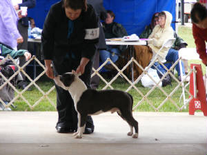 2008_1024akcnationals0016.jpg
