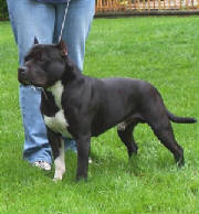 ace20062.jpg