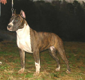 edelhausdogs1-22-06088.jpg
