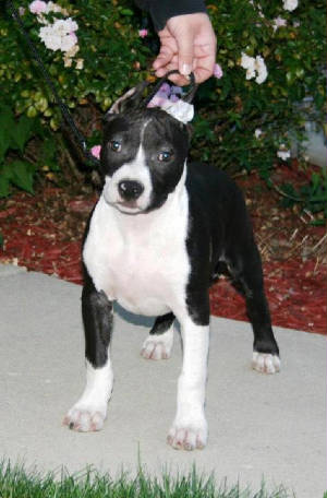 mojo16weeks.jpg