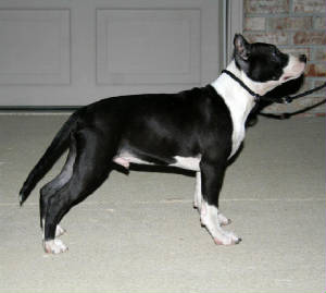 mojo16weeks2.jpg