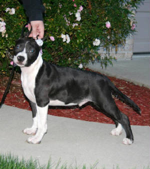mojo16weeks5.jpg