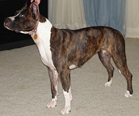 priss003.jpg